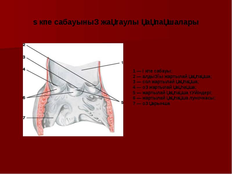 Жүрек құрылысы презентация