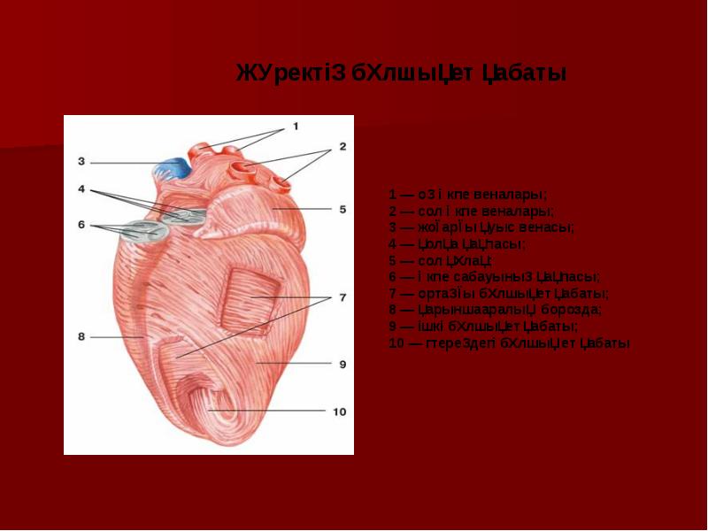 Жүрек құрылысы презентация