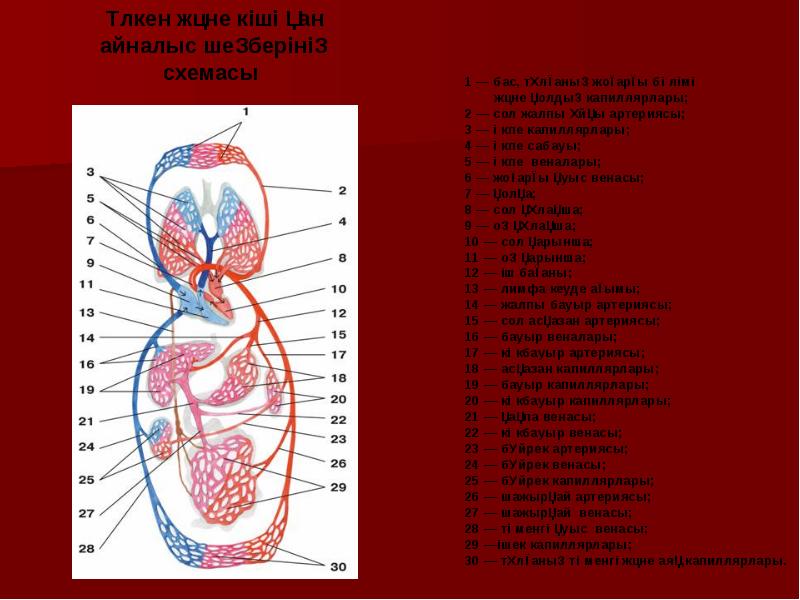 Жүрек қан тамырлар жүйесі презентация