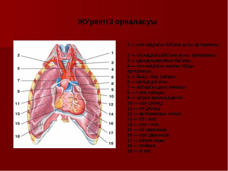 Жүрек құрылысы презентация