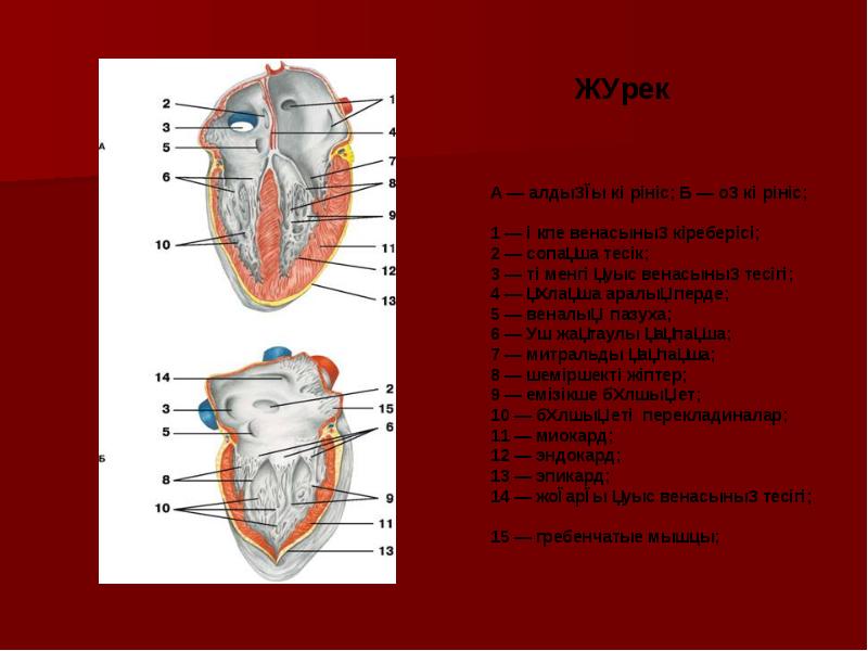Жүрек қан тамырлар жүйесі презентация