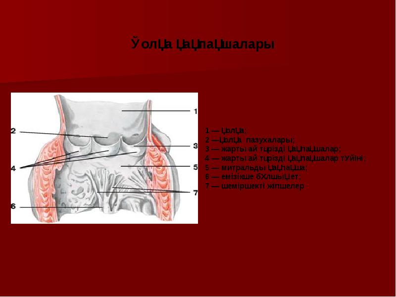 Жүрек құрылысы презентация