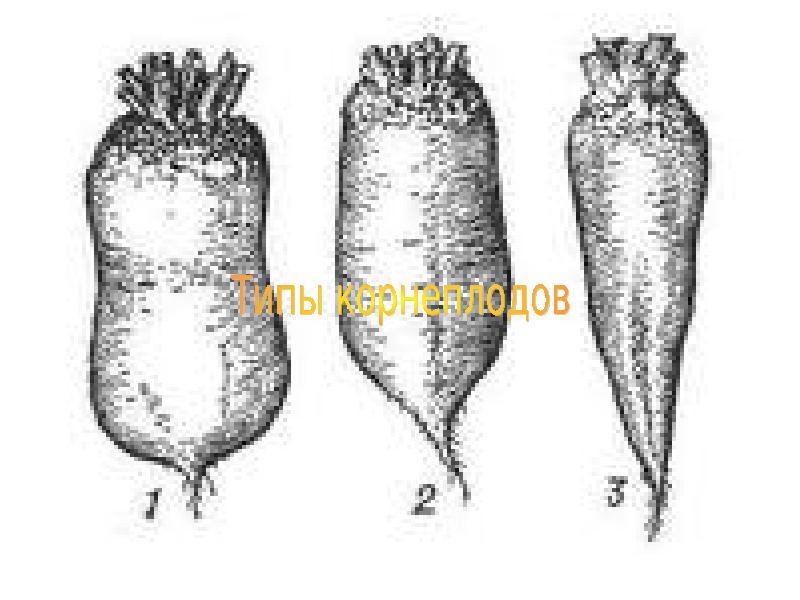 Строение сахарной свеклы. Кормовые корнеплоды свекла. Кормовая свекла строение. Кормовая свекла части растения. Форма корня кормовой свеклы.