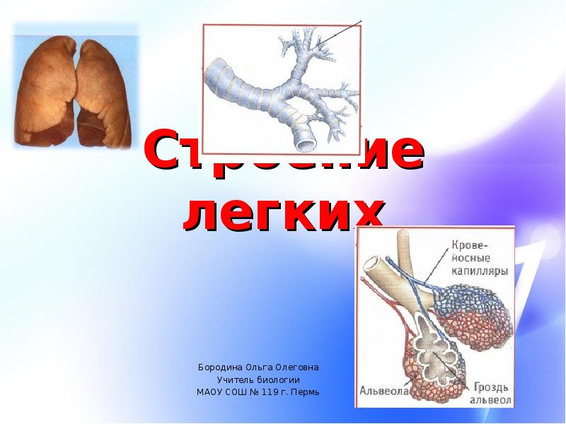 Легкие человека презентация