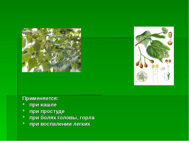 Проект зеленая аптека 2 класс