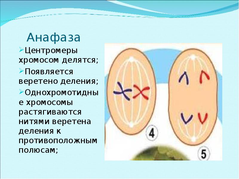 Деление центромеры. Анафаза фаза расхождения хромосом. В анафазе митоза хромосомы. Нити веретена деления в анафазе митоза. Центромера и Веретено деления.