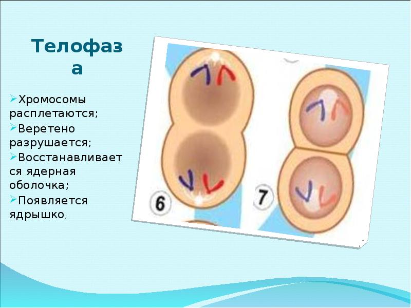 Телофаза митоза хромосомный. Телофаза. В телофазе хромосомы. Телофаза митоза. Телофаза митоза хромосомный набор.