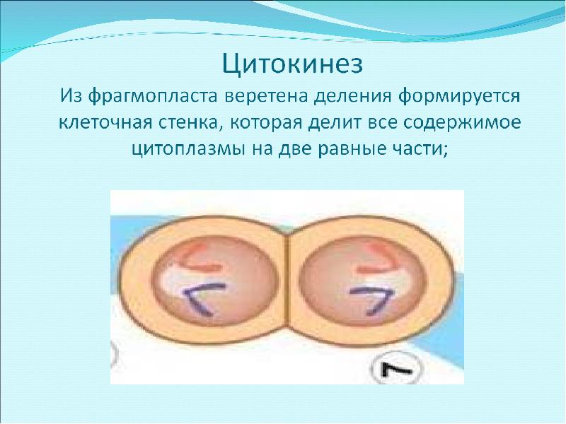 Две дочерние клетки. Цитокинез растительной клетки. Цитокинез фрагмопласт. Деление фрагмопласт. Митотическое деление фрагмопласт.