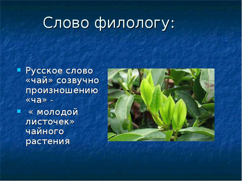 Слово чай. Произошло слово чай. Растение со словом чай. Значение слова чай.