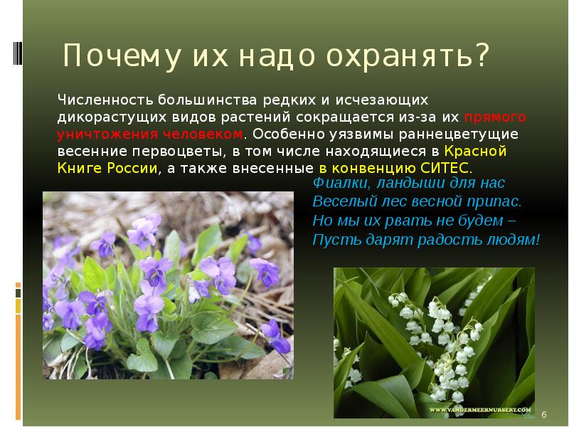 Сообщение о первоцветах. Охраняемые растения. Презентация на тему цветы. Презентация на тему первоцветы. Виды первоцветов.