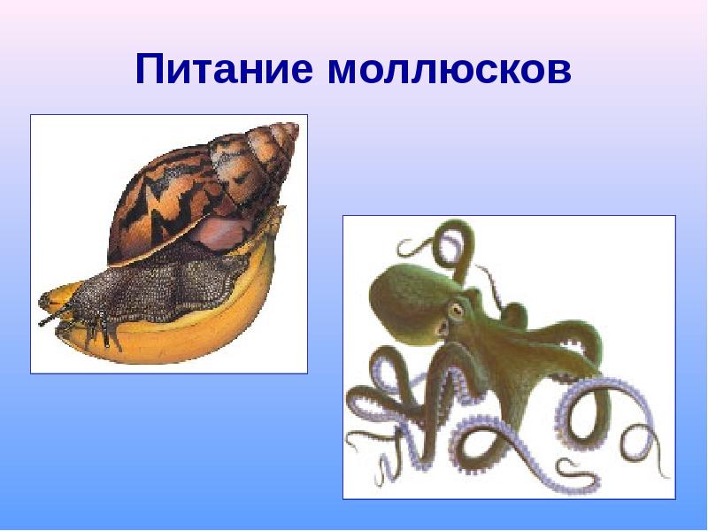 Питание моллюсков. Моллюски питаются. Моллюски Тип питания. Способы питания моллюсков.