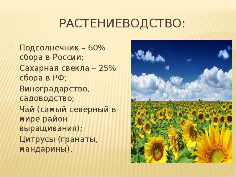 РАСТЕНИЕВОДСТВО: Подсолнечник – 60% сбора в России; Сахарная свекла – 25%