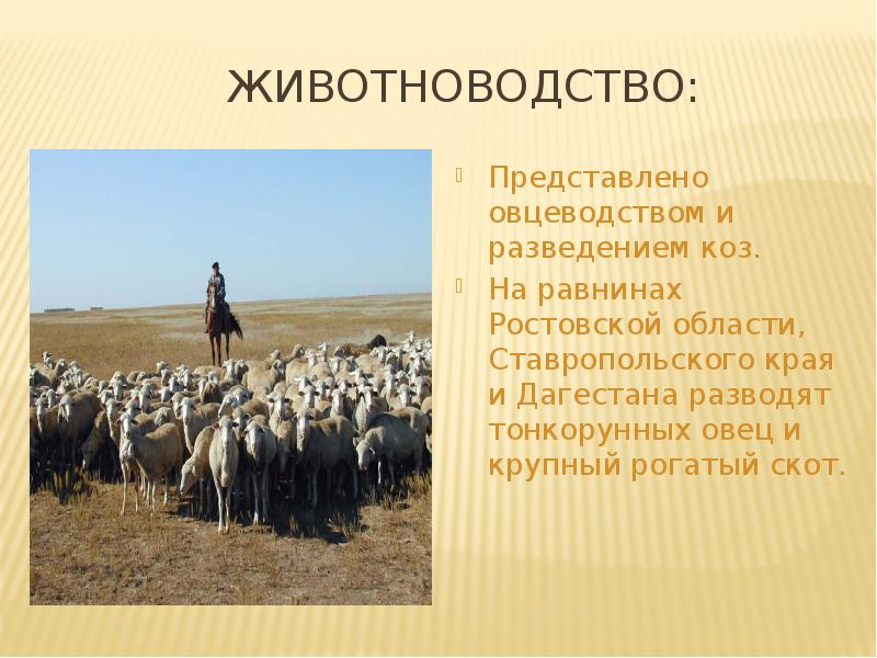 ЖИВОТНОВОДСТВО: Представлено овцеводством и разведением коз. На равнинах Ростовской области, Ставропольского