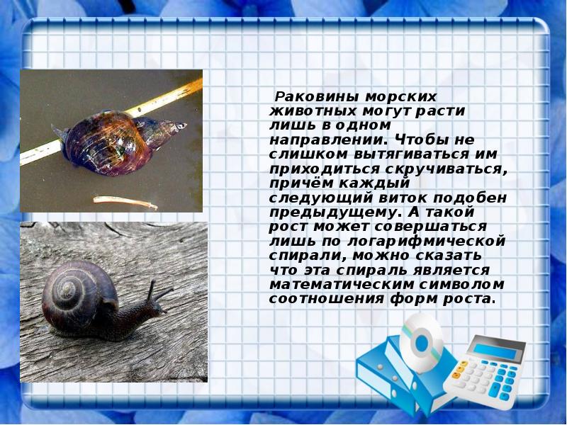 Раковины морских животных могут расти лишь в одном направлении. Чтобы не Раковины морских животных могут расти лишь в одном направлении. Чтобы не