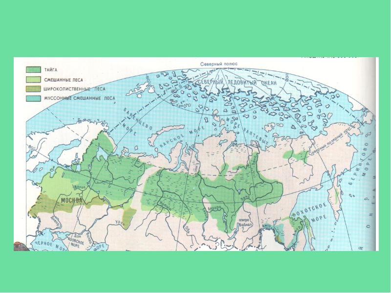 Карта широколиственных лесов россии