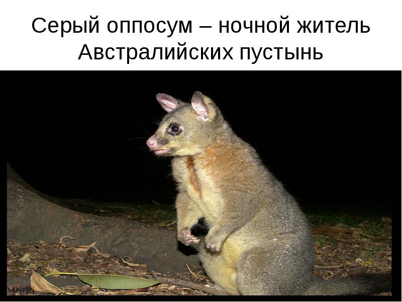 Серый оппосум – ночной житель Австралийских пустынь Серый оппосум – ночной житель Австралийских пустынь
