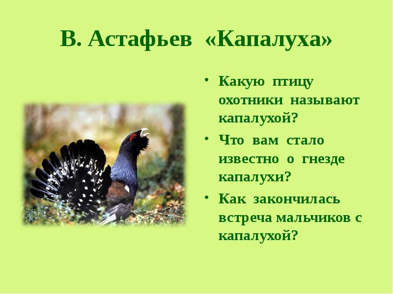 План текста капалуха астафьева