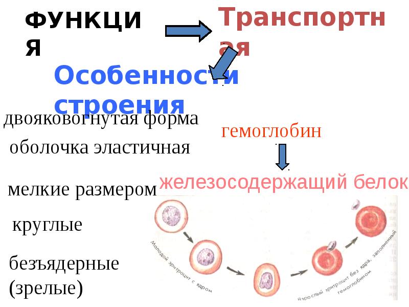 Тест по биологии организм и среда. Внутренняя среда организма. Внутренняя среда организма презентация по биологии 8 класс. Эволюция внутренней среды организма. Презентация внутренняя среда организма Пименов.