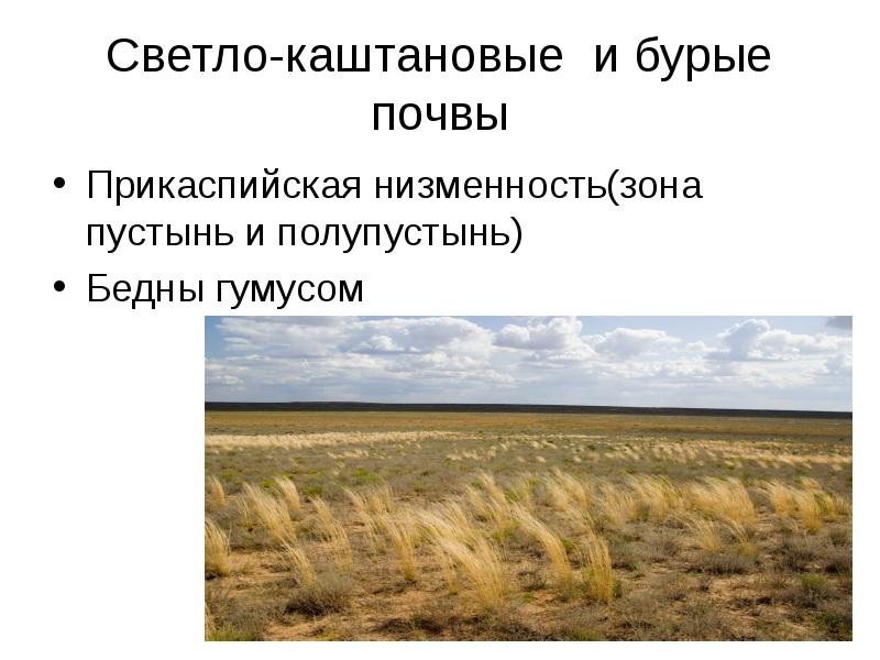 Светло-каштановые и бурые почвы Прикаспийская низменность(зона пустынь и полупустынь) Бедны гумусом