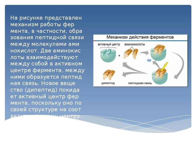 Презентация по ферментам 10 класс