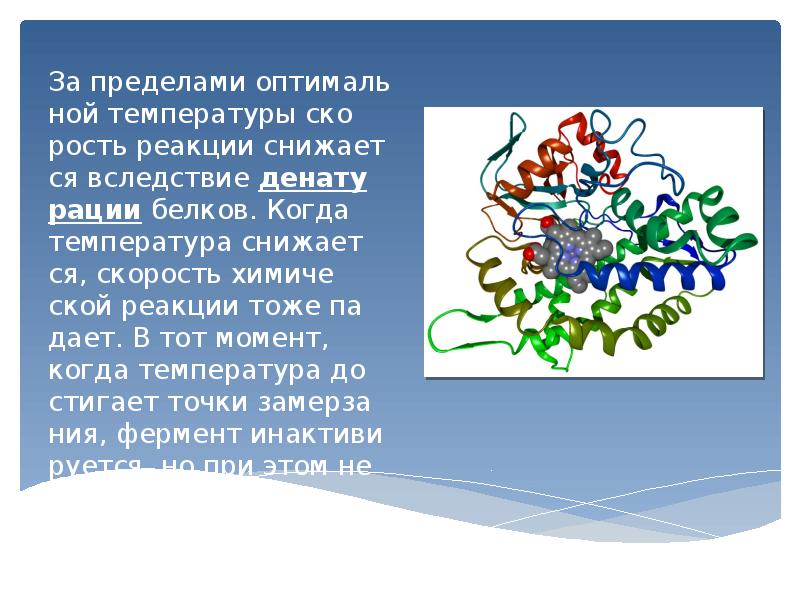 Проект ферменты 10 класс