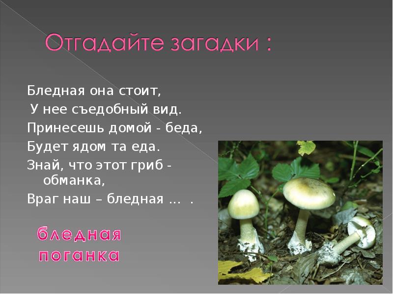 Сообщение о грибах. Презентация на тему грибы 2 класс. Сообщение о грибах 2 класс. Грибы презентация 2 класс. Проект на тему съедобные грибы.