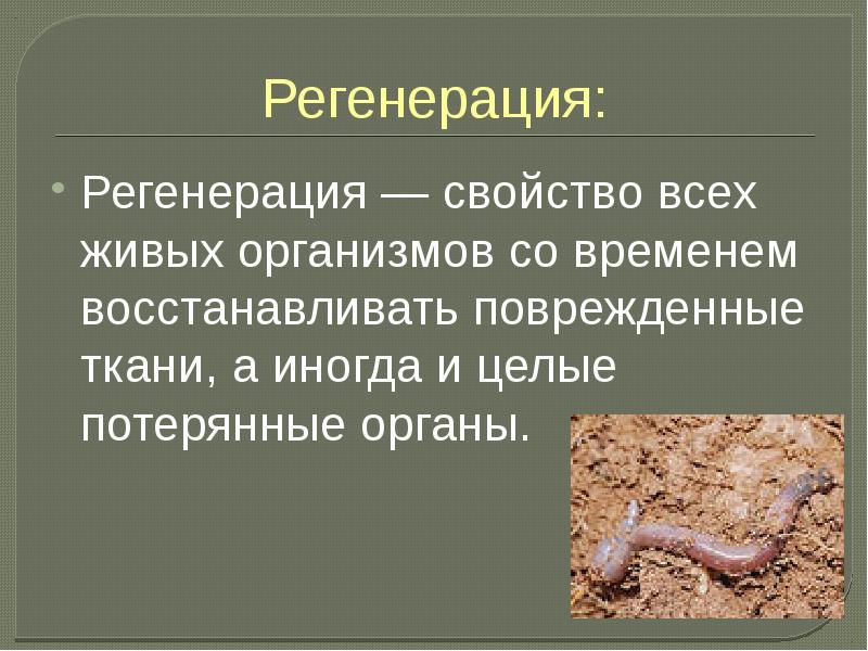 Регенерация человека презентация