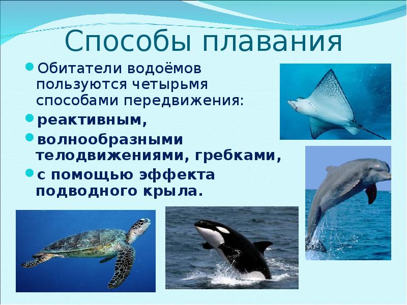 Организмы не способные к активному плаванию. Способы плавания животных. Приспособления животных для плавания. Плавание (способ передвижения). Плавание человека и животных.