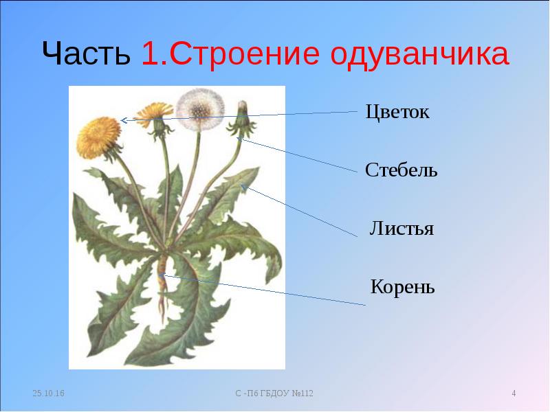 Из чего состоит одуванчик схема