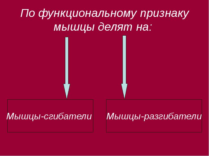 Мышцы выполняющие противоположные. По функциональному признаку мышцы делят на. по функциям мышцы делят на:. мышцы делят на -. деление мышц.
