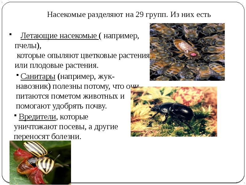 Рассмотрите изображение одомашненного насекомого как называют это насекомое какую пользу