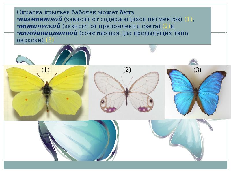 Типы окраски. Типы крыльев у бабочек. Типы окраски крыльев бабочек. Бабочки окраска крыльев. Количество крыльев у бабочек.