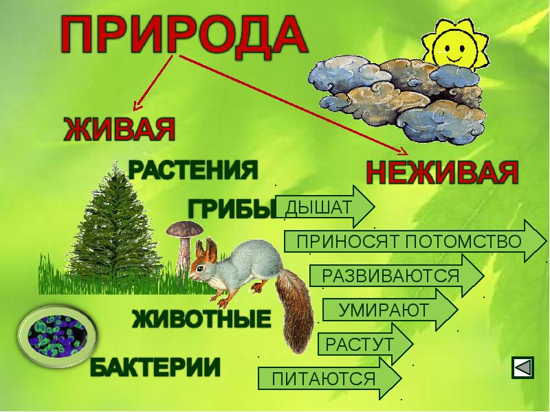 Презентация окр мир