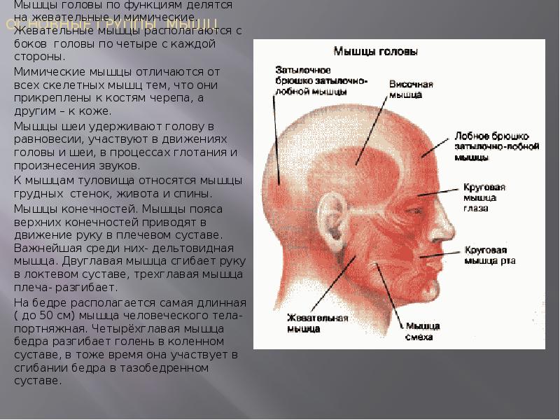 Мышцы головы и туловища. Основные группы мышц головы. Мышцы головы шеи и туловища. Мышцы головы и конечностей. Основная функция мышц головы.