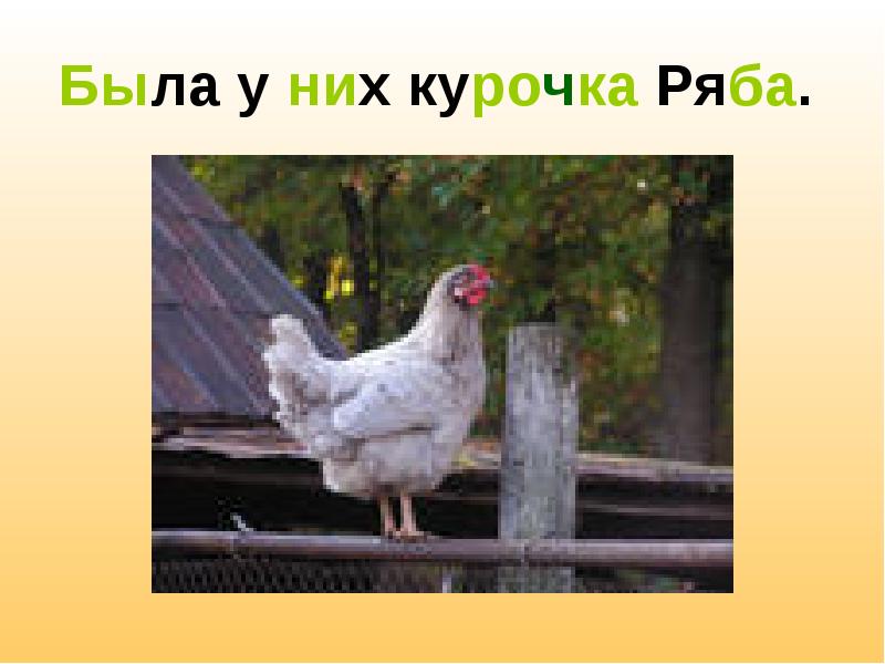 Презентация курочки рябы