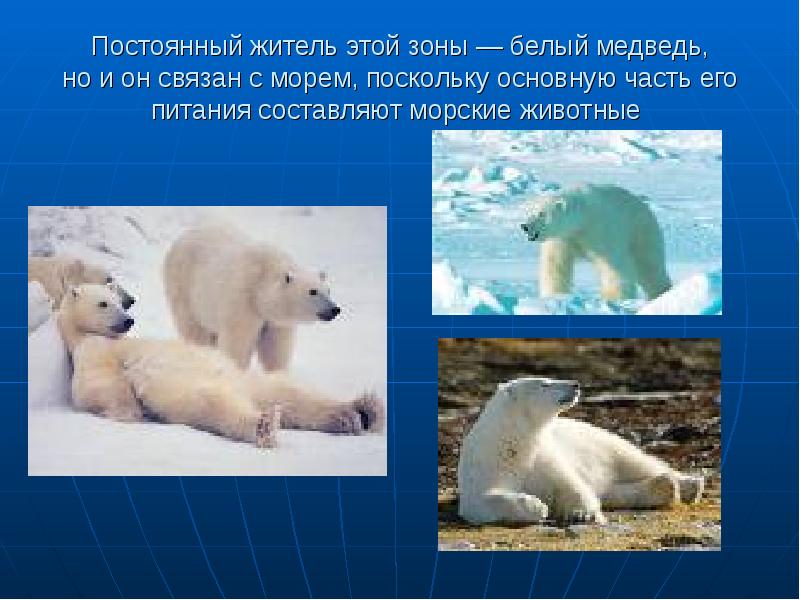 Постоянный житель этой зоны — белый медведь, но и он связан с морем, поскольку основную часть