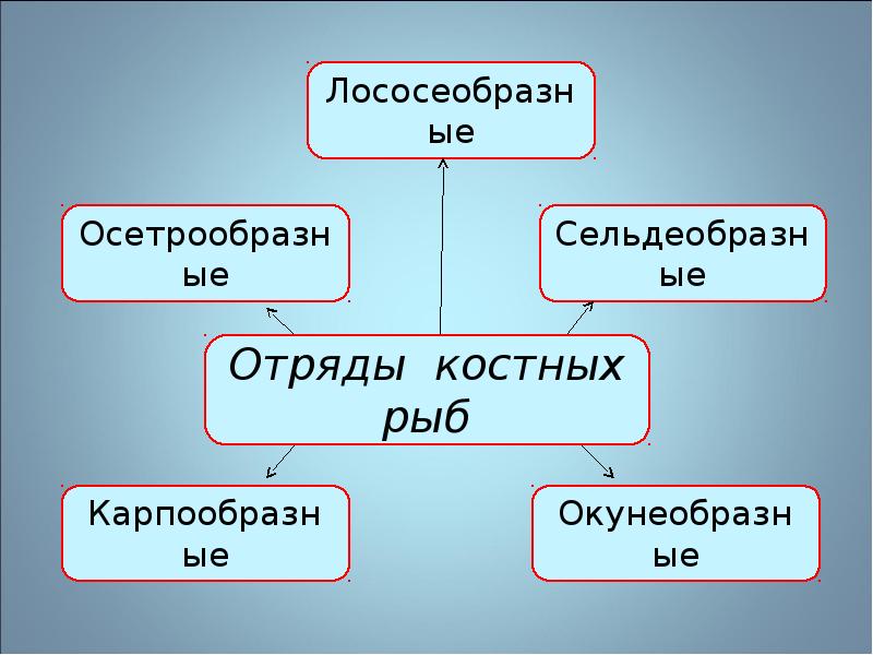 Костные рыбы презентация