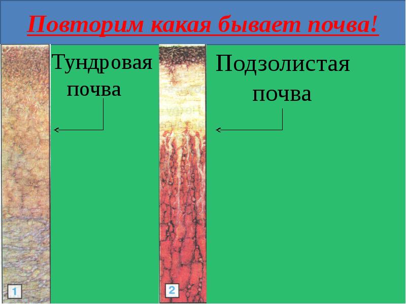 Какая почва. Тундровые подзолистые почвы. Подзолистые почвы разрез. Почвы тундры подзолистые почвы. Почвы Мордовии.