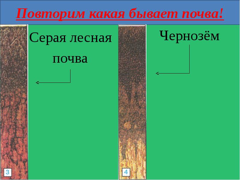 Какая почва. Какие бывают почвы. Серая Лесная почва 4 класс. Серая Лесная почва окружающий мир. Почва чернозём в Мордовии.