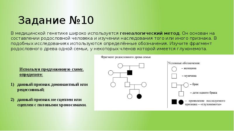 Сколько поколений представлено в графическом изображении родословной пробанда