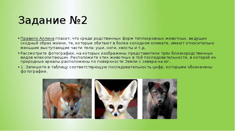 Теплокровные животные примеры. Плюсы теплокровных животных. Теплокровные млекопитающие. 5 теплокровных животных. Теплокровные животные.