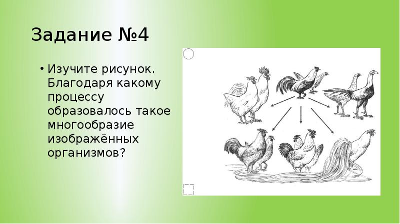 Благодаря какому виду. Благодаря какому процессу можно наблюдать многообразие домашних кур. Благодаря какому процессу можно наблюдать многообразие пород собак. Благодаря какому. Изучите рисунок какой процесс процесс.