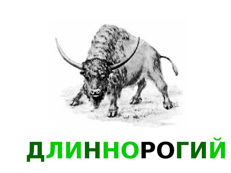 Длиннорогий Бизон. Длиннорогий буйвол. Длиннорогий буйвол пелоровис. Бизон латифронс древний.