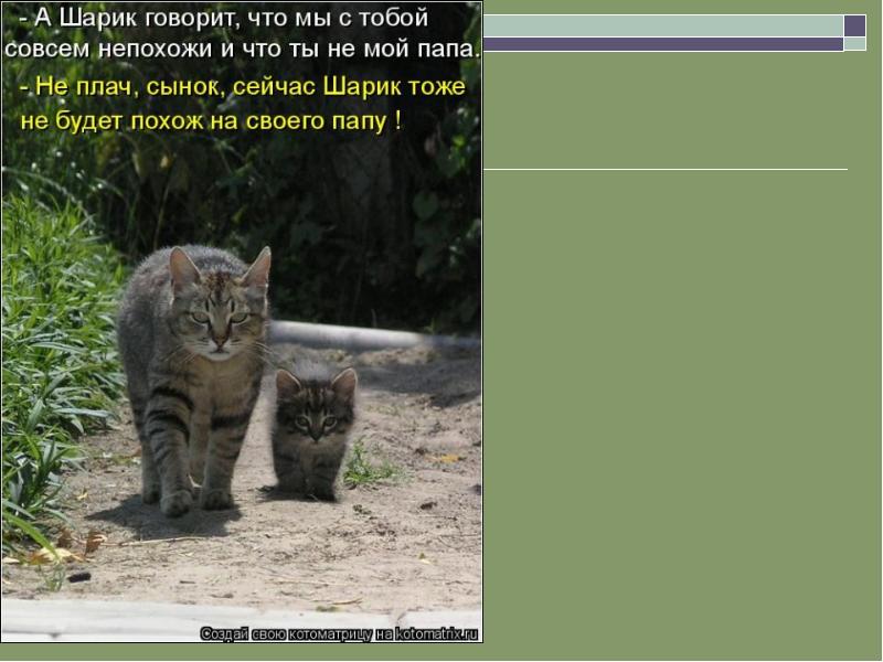 Квест смешарики. Девочки похожие на отцов. А что не похожа. А что не похожа. Прикольные кошки с надписями.