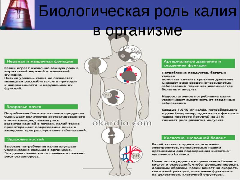 Калий вред. Медико биологическое значение калия. Функции калия. Роль калия в живых организмах. Роль калия в организме человека.