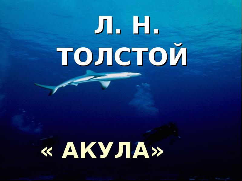 Толстой акула презентация