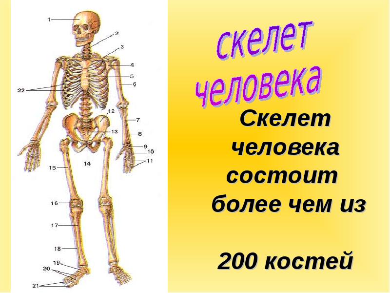 Скелет человека состоит   более чем из  200 костей