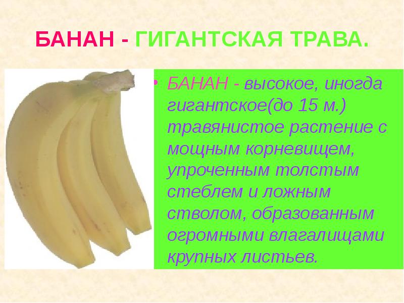 БАНАН - ГИГАНТСКАЯ ТРАВА. БАНАН - высокое, иногда гигантское(до 15 м.)