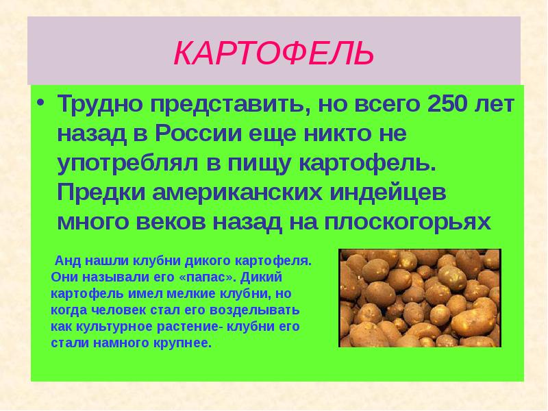 КАРТОФЕЛЬ Трудно представить, но всего 250 лет назад в России еще