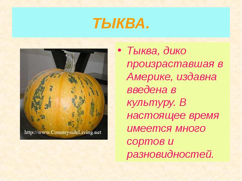ТЫКВА. Тыква, дико произраставшая в Америке, издавна введена в культуру. В